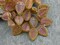 *15* 16x12mm Metallic Volcano Washed Matte Topaz Top Drilled Doogwood Leaf Beads